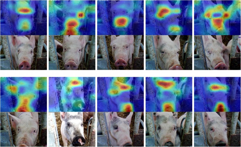 Figure 6: Reconnaissance faciale appliqu&eacute;e au&nbsp;porc. Source: Hansen et al. 2018
